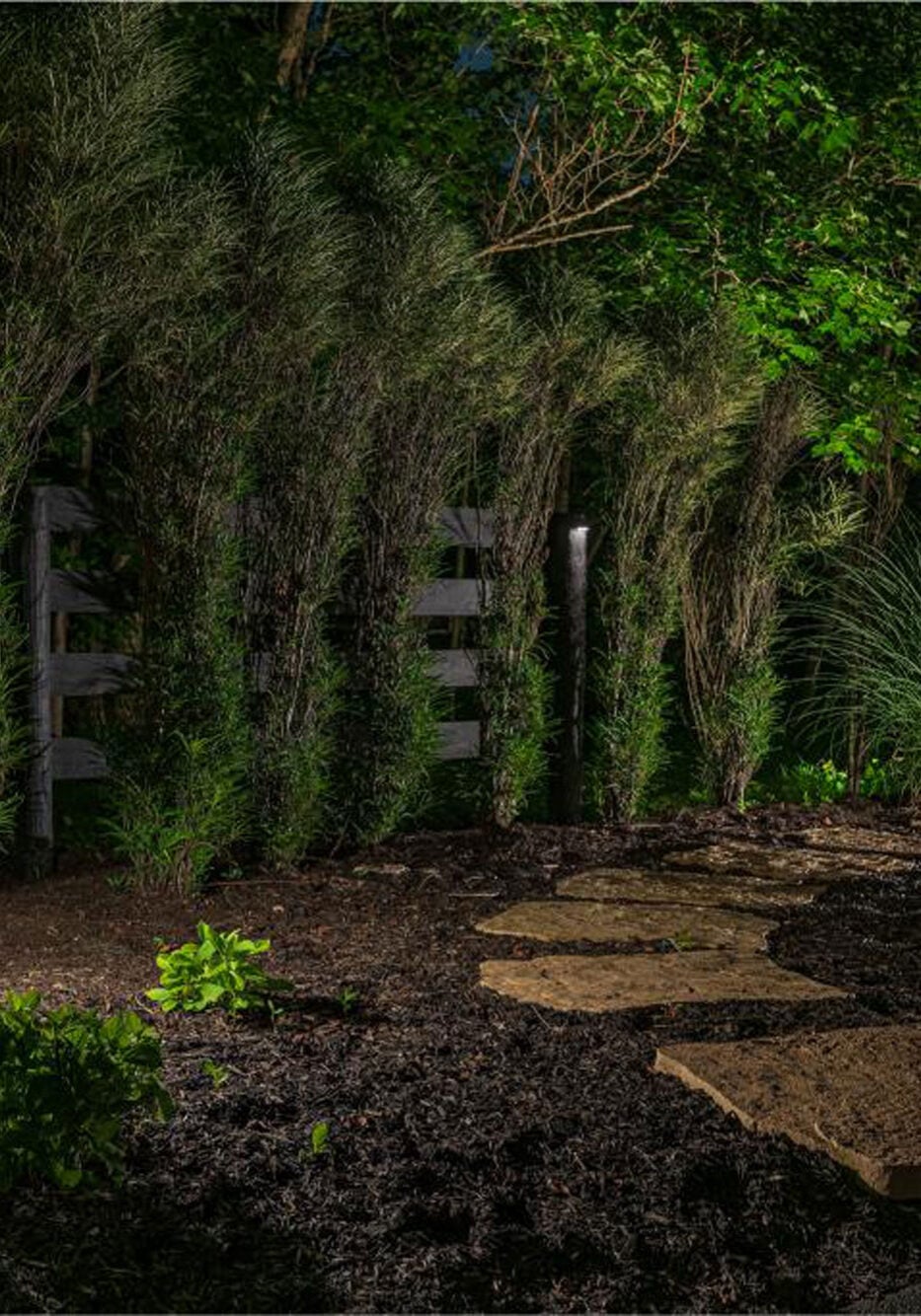 Stepping stones lead through a mulched garden bed with small shrubs and tall trees, illuminated by a ground light at night. - Christopher A. Lighting Design
