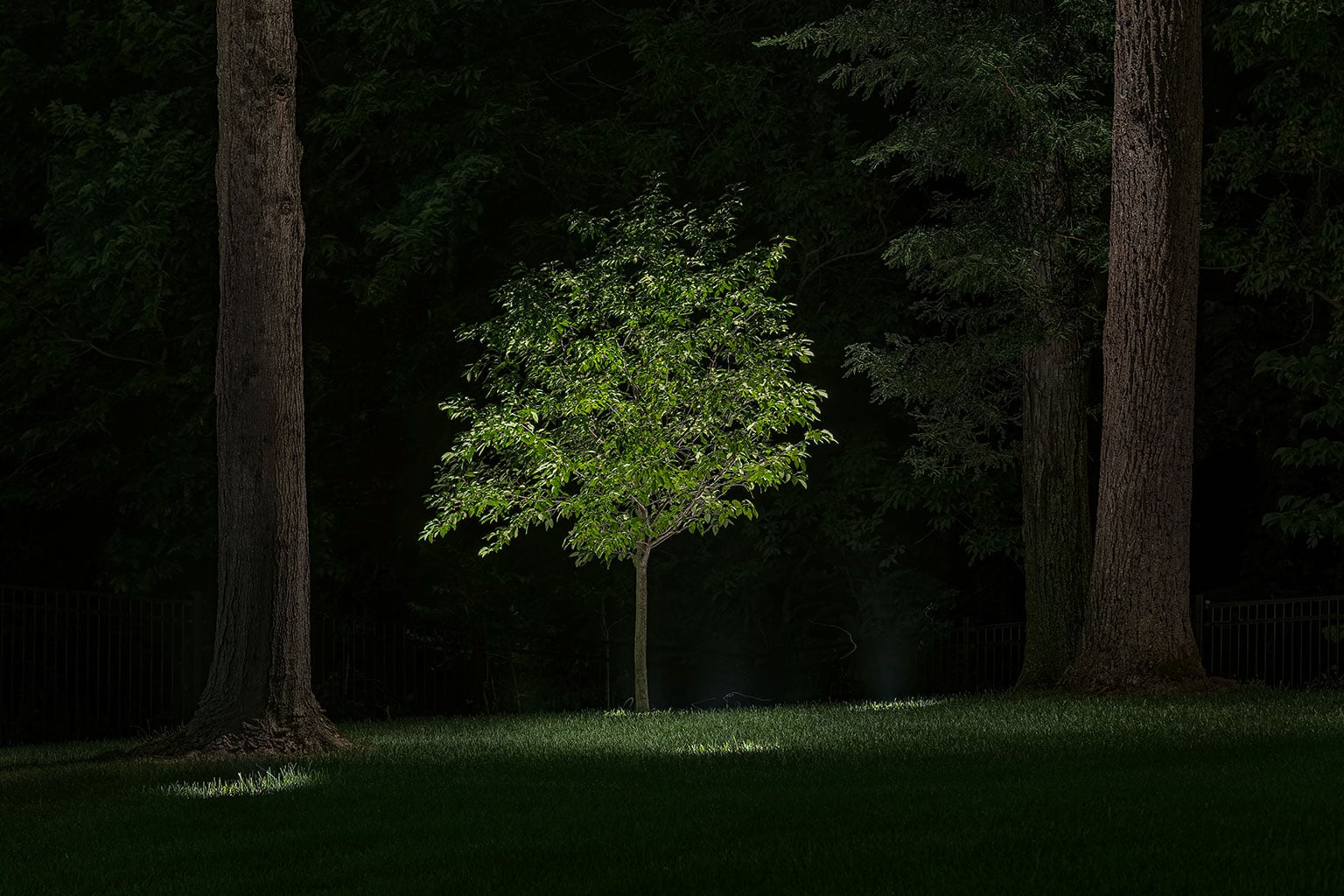 A small green tree stands illuminated between two large tree trunks at night, surrounded by grass and darkness. - Christopher A. Lighting Design